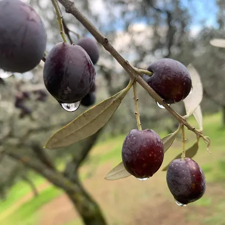 Setterhouseagrihotel Trevi