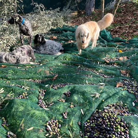 Gospodarstwo agroturystyczne Setterhouseagrihotel Trevi