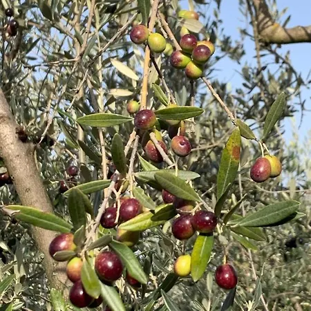 Séjour à la ferme Setterhouseagrihotel