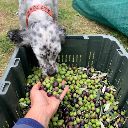 Setterhouseagrihotel Farm stay