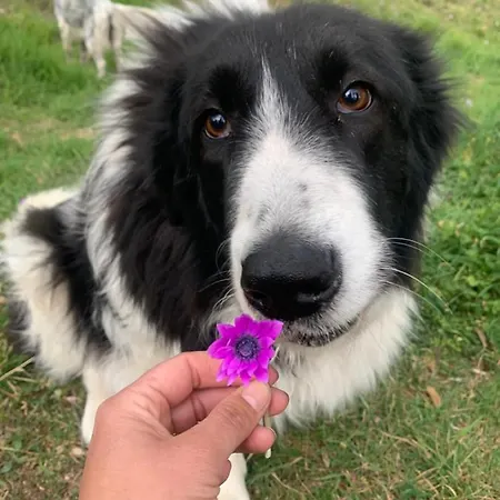 Setterhouseagrihotel Séjour à la ferme