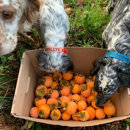 Setterhouseagrihotel 4* Trevi