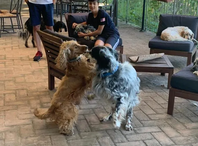 Alloggio per agriturismo Setterhouseagrihotel Trevi