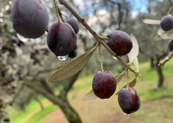 Setterhouseagrihotel Trevi