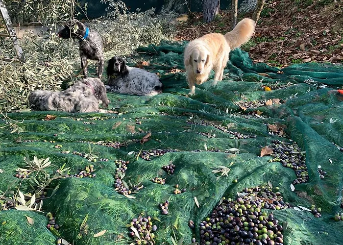 Bauernhof Setterhouseagrihotel Trevi