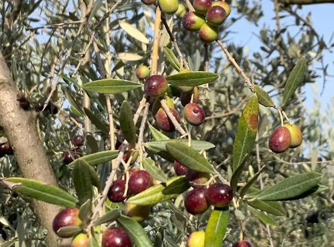 Bauernhof Setterhouseagrihotel