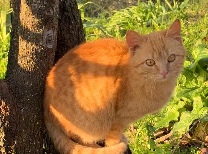 Setterhouseagrihotel 4* Trevi