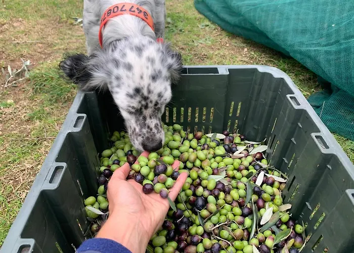 Setterhouseagrihotel Bauernhof