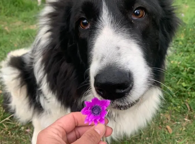 Setterhouseagrihotel Alloggio per agriturismo