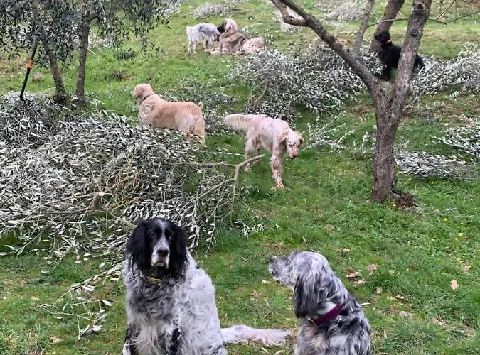 Alloggio per agriturismo Setterhouseagrihotel 4*