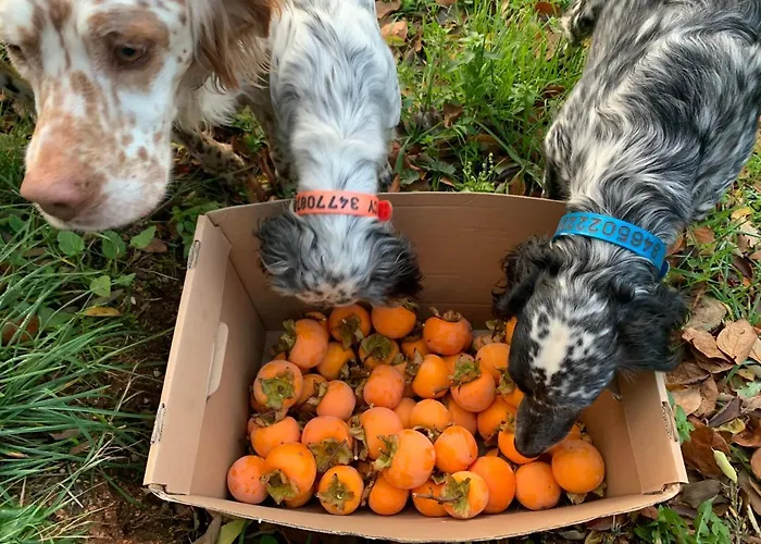 Setterhouseagrihotel 4* Trevi