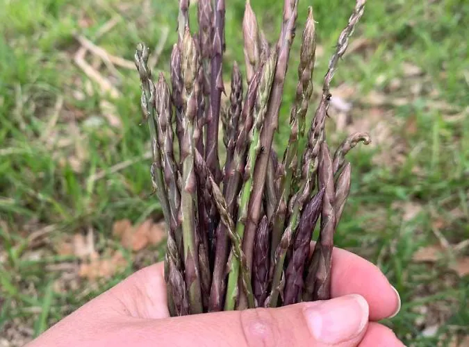 Setterhouseagrihotel 4*