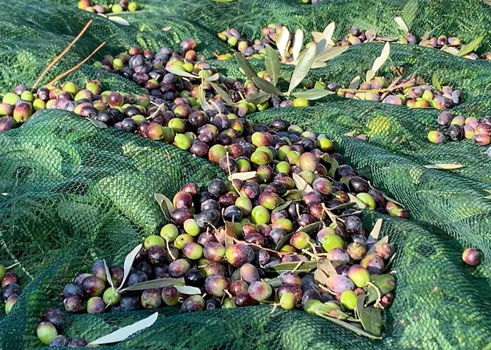 Setterhouseagrihotel Bauernhof 4*