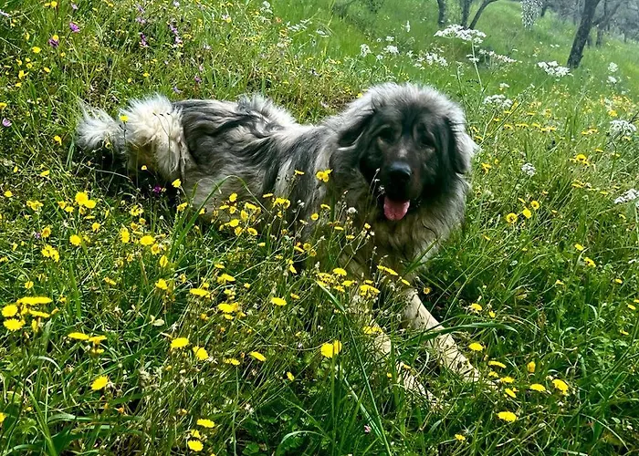 Setterhouseagrihotel