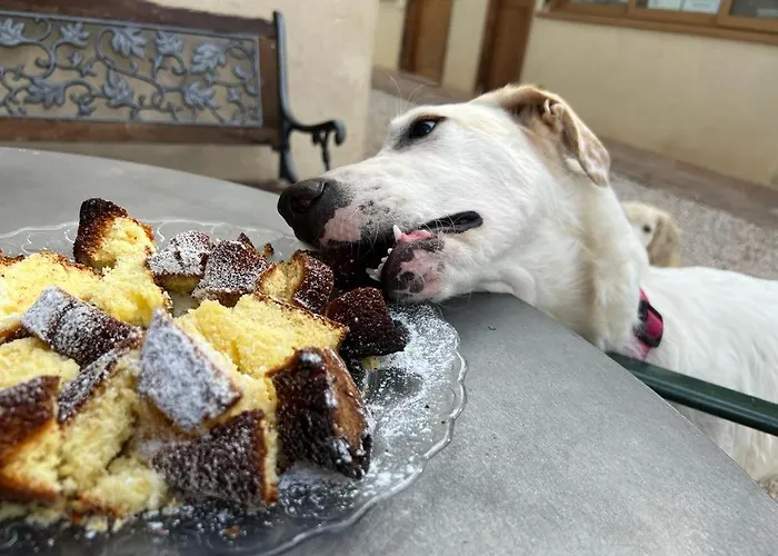 Alloggio per agriturismo Setterhouseagrihotel Trevi