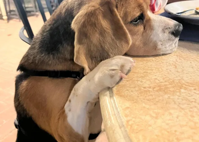 Setterhouseagrihotel Alloggio per agriturismo Trevi